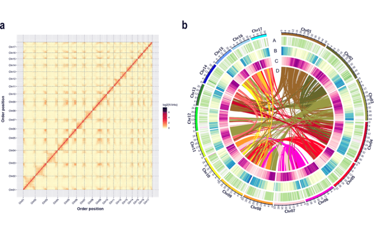 Хятад улс ази цагаан будааны генийн өгөгдлийн санг анхлан бүтээв