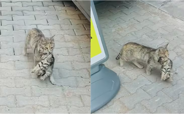 Золбин муур өвчтэй зулзагаа зуун эмнэлэгт иржээ
